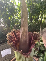 Amorphophallus titanum