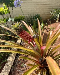 Ananas comosus bracteatus
