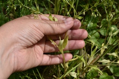 Myosotis sparsiflora