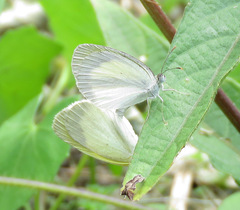 Eurema elathea