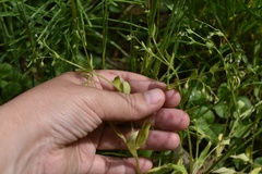 Myosotis sparsiflora