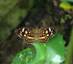 Anthanassa drusilla