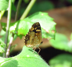 Anthanassa drusilla