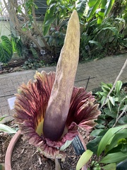 Amorphophallus titanum