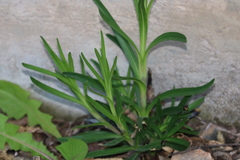 Dianthus armeria
