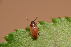 Typhaea stercorea