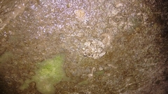 Fejervarya limnocharis