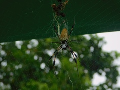Trichonephila clavipes image