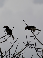 Bycanistes bucinator