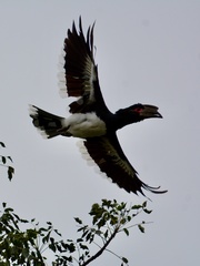 Bycanistes bucinator