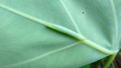 Theretra silhetensis