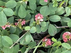 Indigofera oxalidea