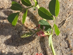 Indigofera oxalidea