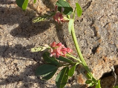 Indigofera oxalidea