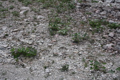 Chondrilla chondrilloides