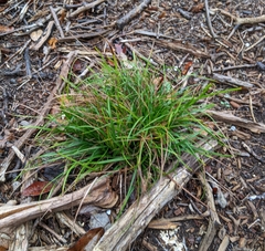 Carex planostachys