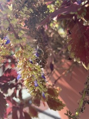 Apis mellifera