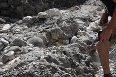 Chondrilla chondrilloides