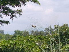 Lonchura leucogastroides