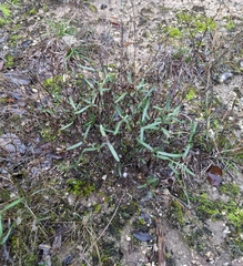 Melampodium leucanthum