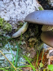 Krynickillus melanocephalus