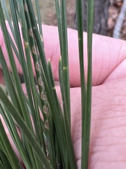 Chionaspis pinifoliae