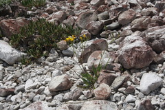 Chondrilla chondrilloides