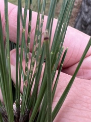 Chionaspis pinifoliae