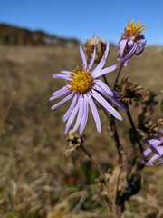 Aster amellus bessarabicus