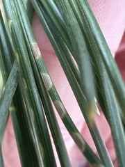 Chionaspis pinifoliae