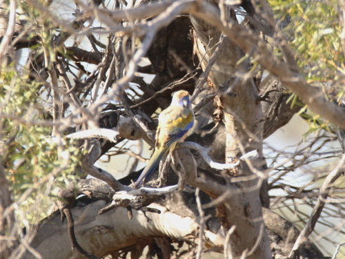 Northiella haematogaster