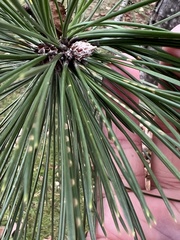 Chionaspis pinifoliae