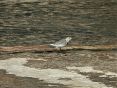 Motacilla alba alba