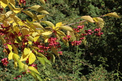 Euonymus latifolius