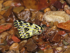 Catasticta tomyris