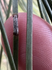 Chionaspis pinifoliae