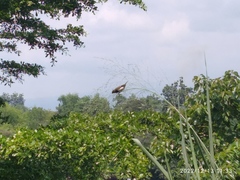Lonchura leucogastroides