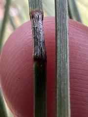 Chionaspis pinifoliae