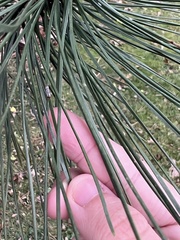 Chionaspis pinifoliae