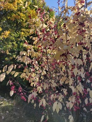 Euonymus latifolius