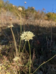 Cephalaria uralensis