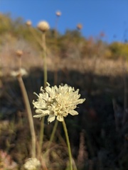 Cephalaria uralensis