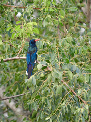 Phoeniculus purpureus