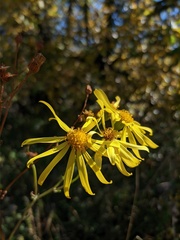 Jacobaea grandidentata