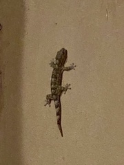 Homopholis walbergii