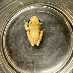 Hyperolius marmoratus taeniatus