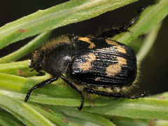 Exomala succincta