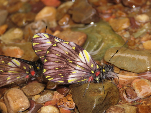 Catasticta hebra