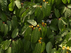Ficus nervosa