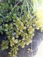 Crassula swaziensis